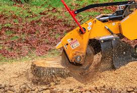 Best Tree and Shrub Care  in Belen, NM