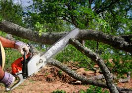 Best Pest Control for Lawns  in Belen, NM