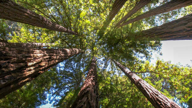 Best Commercial Tree Services  in Belen, NM