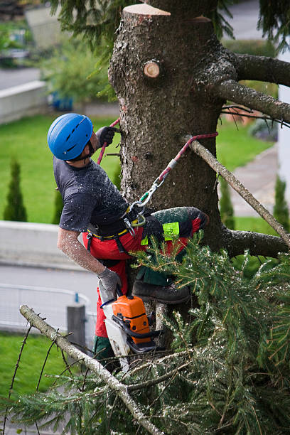 Best Storm Damage Tree Cleanup  in Belen, NM