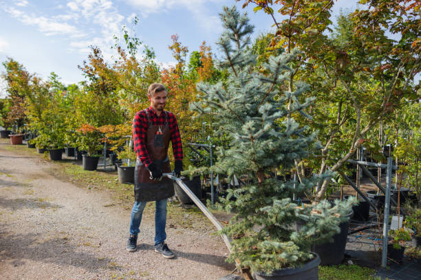 Best Tree Disease Treatment  in Belen, NM
