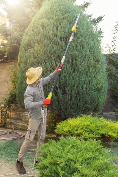 Best Tree Maintenance Programs  in Belen, NM