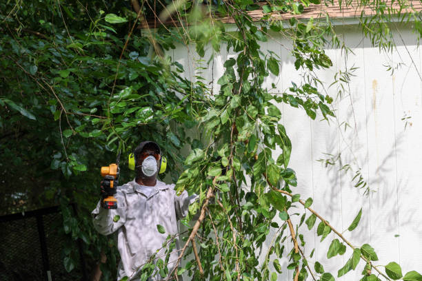 Best Arborist Consultation Services  in Belen, NM
