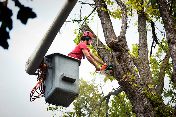 Best Fruit Tree Pruning  in Belen, NM