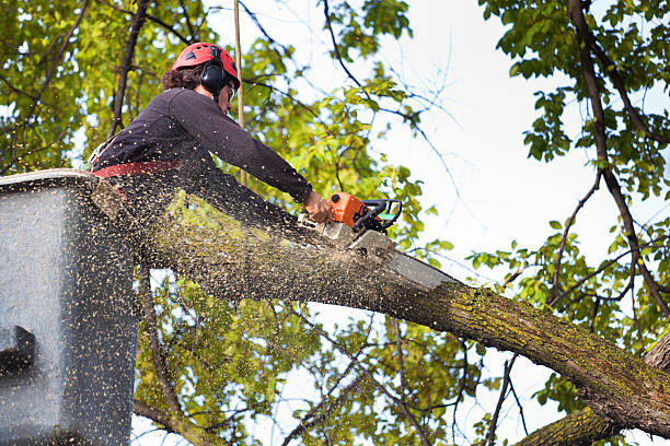 Best Hazardous Tree Removal  in Belen, NM