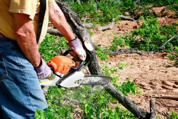 Best Lawn Grading and Leveling  in Belen, NM